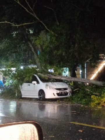 Satu Unit Mobil Honda Jazz tertimpa Pohon Tumbang di Km 5 atas