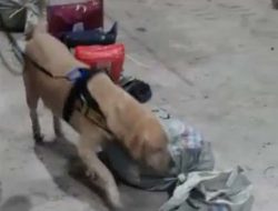 Anjing Pelacak Luigi Milik BC Batam Gagalkan Pengiriman Sabu ke Lombok