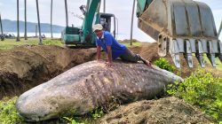 Ikan Hiu Tutul Panjang 5 Meter Ditemukan Warga Dalam Kondisi Mati