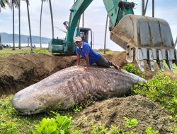 Ikan Hiu Tutul Panjang 5 Meter Ditemukan Warga Dalam Kondisi Mati