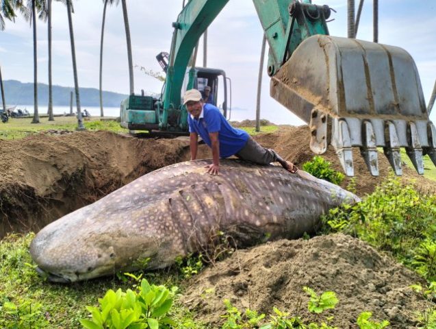 Proses penguburan bangkai ikan Hiu Tutul di pinggir pantai Pesisir Selatan, Rabu (8/11/2023)